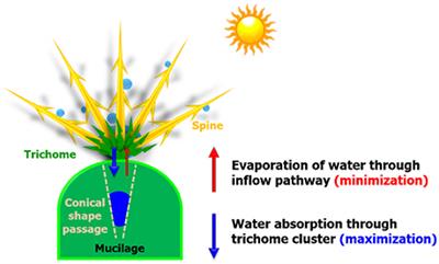 Hydraulic Strategy of Cactus Trichome for Absorption and Storage of Water under Arid Environment